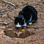 Katt dricker vatten och spegar sig