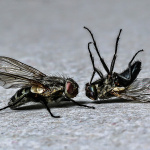 012_lindh.jpg