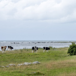 Zooma in Ta mig till havet (24).jpg