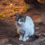 Söt katt i Marrakesh